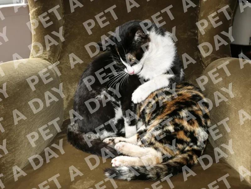 Tuxedo Cat Grooming Tortoiseshell on Velvet Armchair