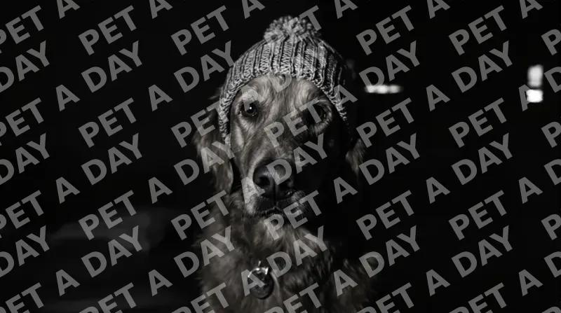 Soulful Golden Retriever in Beanie Hat