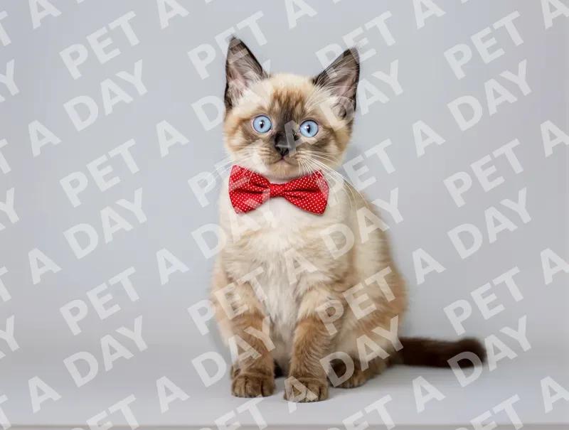Dapper Siamese Kitten in Red Bow Tie