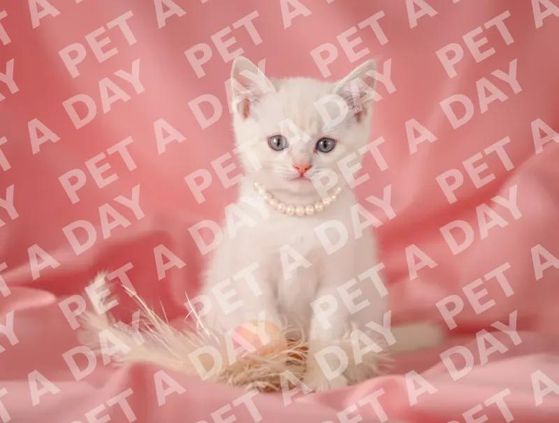 Elegant Kitten with Pearl Collar on Pink