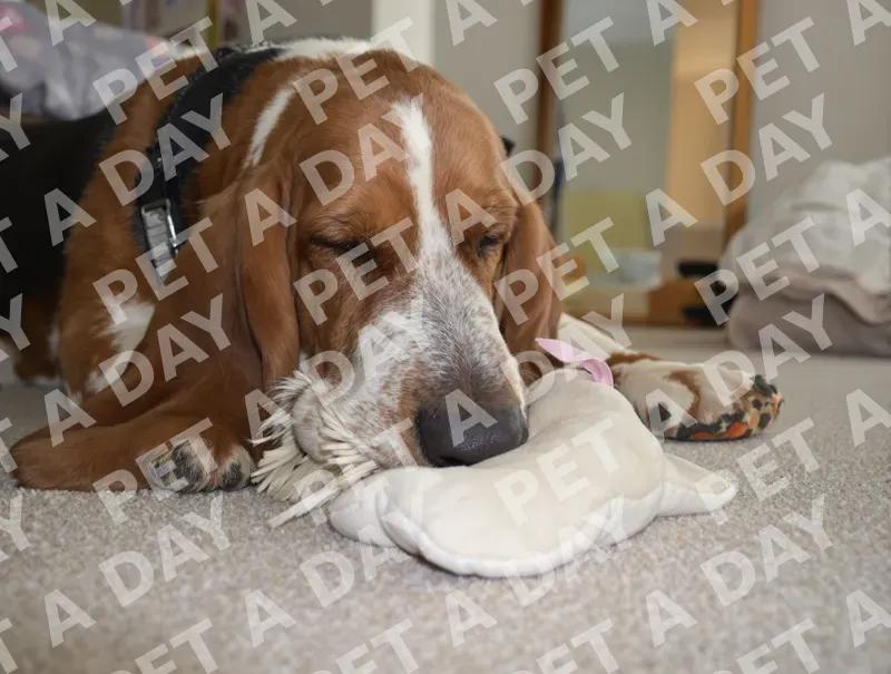 Photorealistic candid photograph of a sleepy senior basset hound with a gray muz