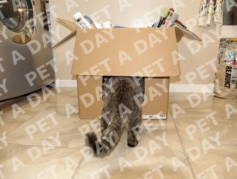 Curious Cat Explores Cardboard Box
