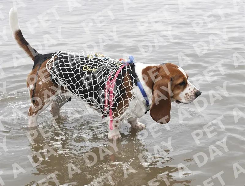 Basset Hound's Tidal Pool Adventure