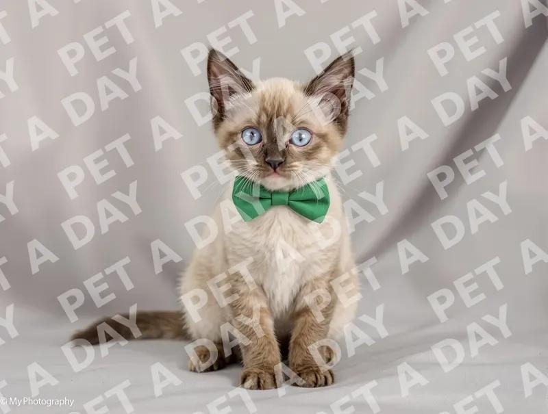 Dapper Siamese Kitten in Green Bow Tie