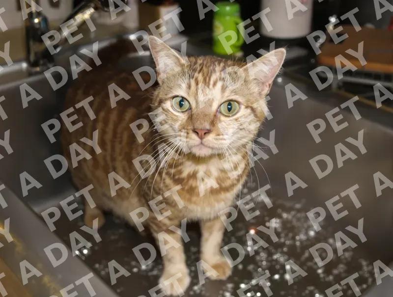 Curious Tabby Cat in Kitchen Sink