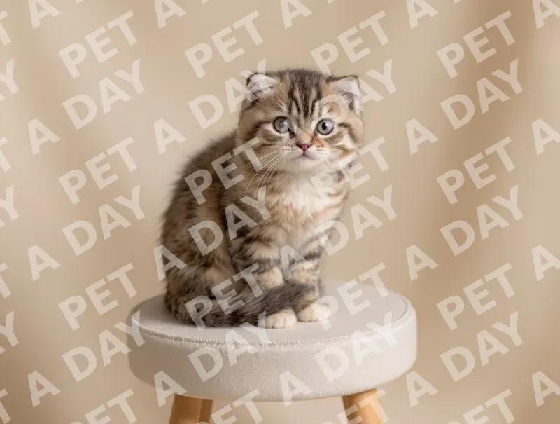 Adorable Scottish Fold Kitten on Stool