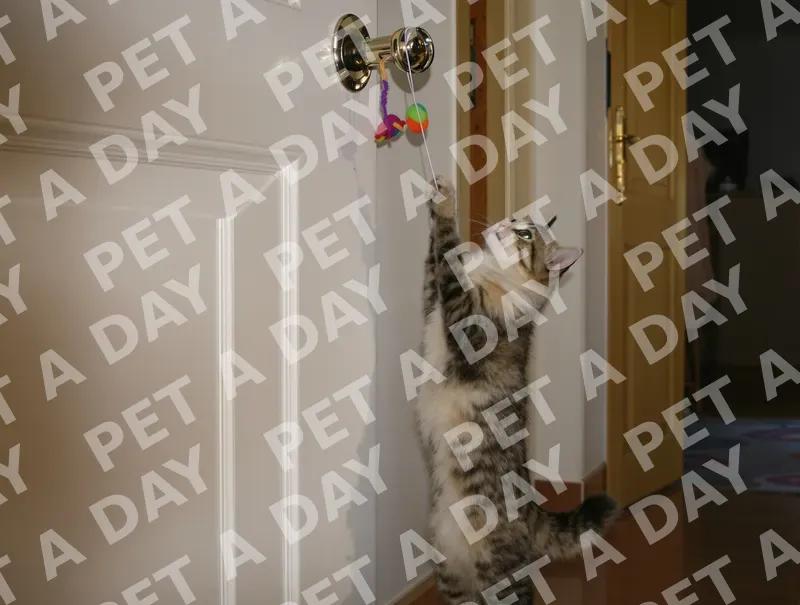 Playful Munchkin Cat Batting Door Toy