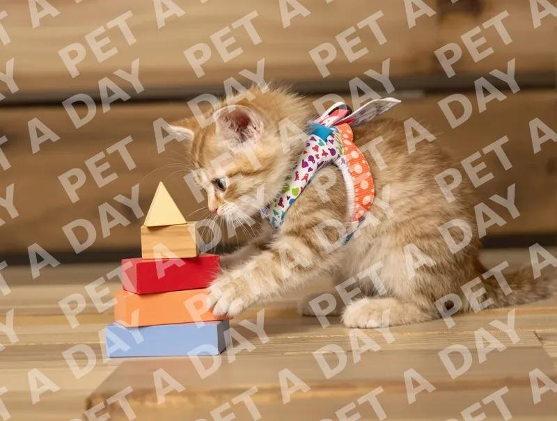 Curious Abyssinian Kitten Plays with Blocks