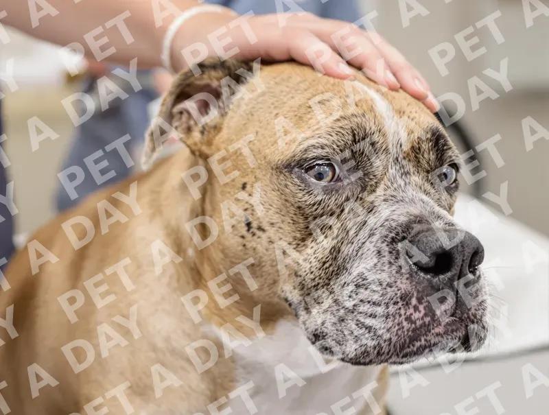 Gentle Petting for a Patient Senior Dog