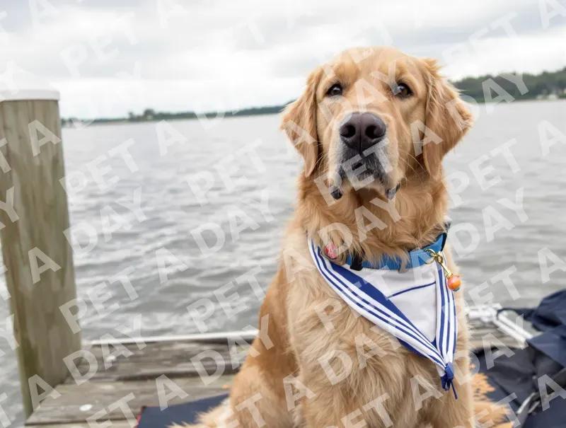 Nautical Golden Retriever on the Dock