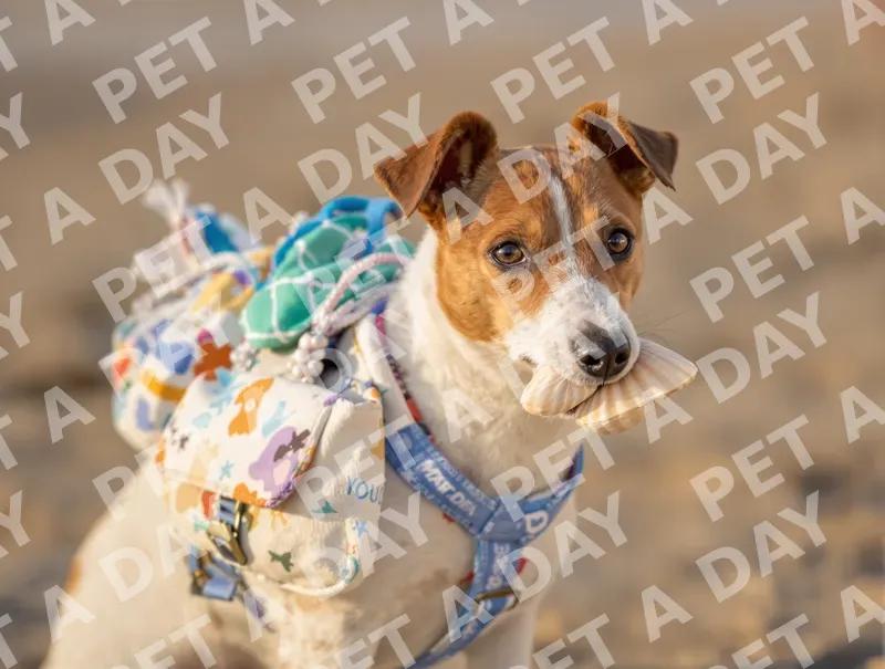 Beachcomber Jack Russell with Seashell Treasure