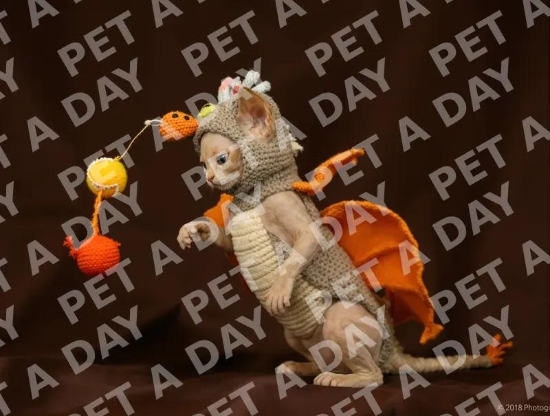 Adorable Sphynx Kitten in Dragon Costume