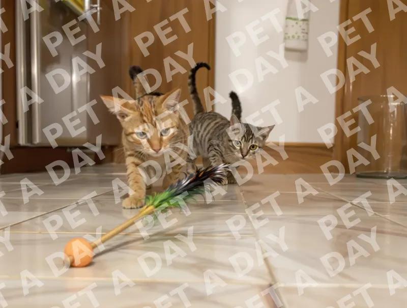 Playful Kittens Chasing Feather Wand Toy