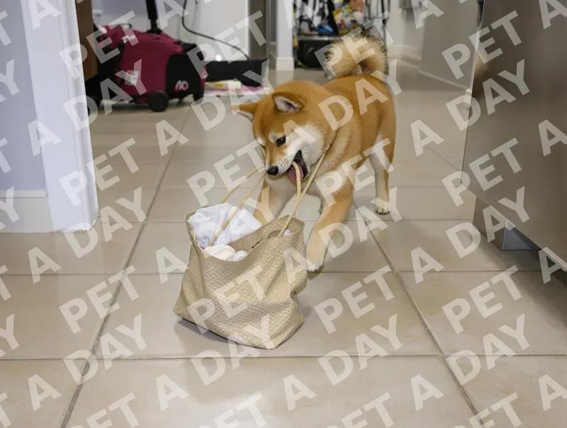 Playful Shiba Inu Puppy with Shopping Bag