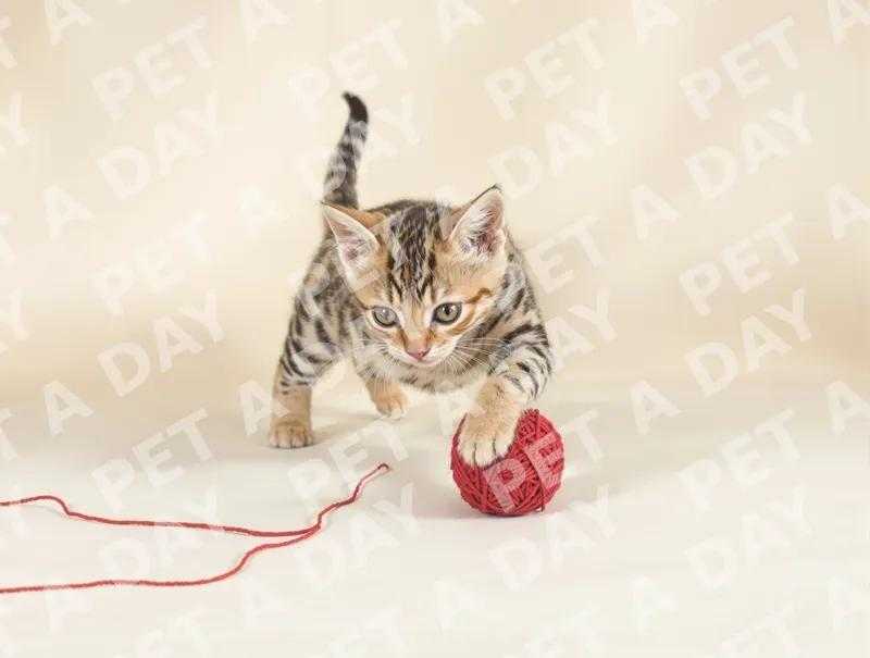 Energetic Bengal Kitten Plays with Yarn