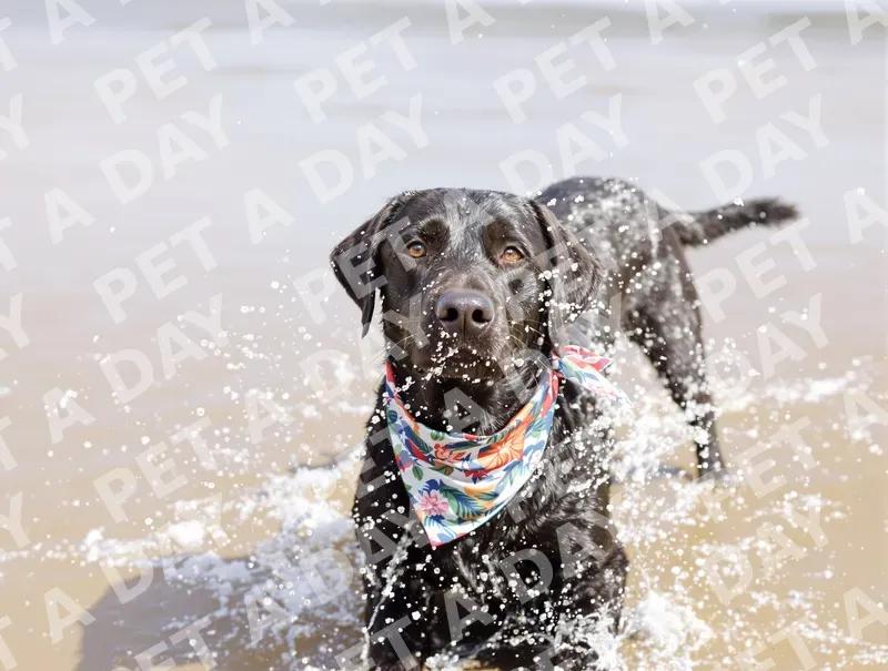 Playful Black Labrador Shaking Water on Beach