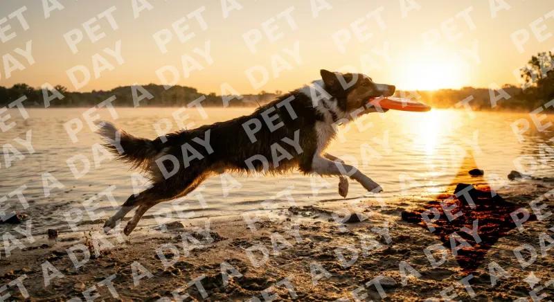 Border collie mid-leap catching a frisbee at the beach