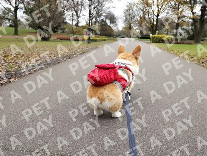Corgi's Park Adventure with Red Backpack