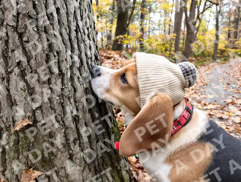 Curious Beagle in Hat Sniffing Tree