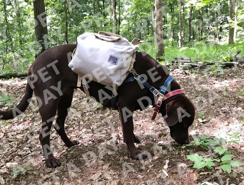 Forest Explorer: Chocolate Lab with Backpack