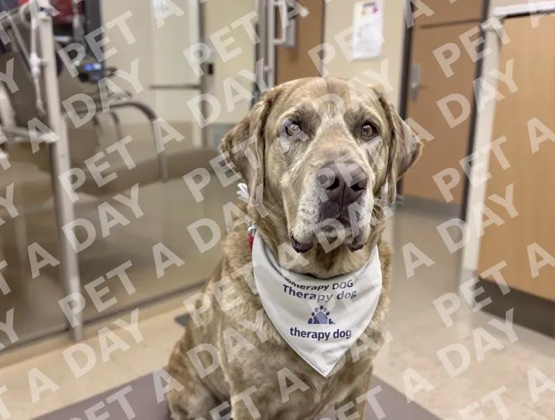 Dignified Therapy Dog Patiently Waits