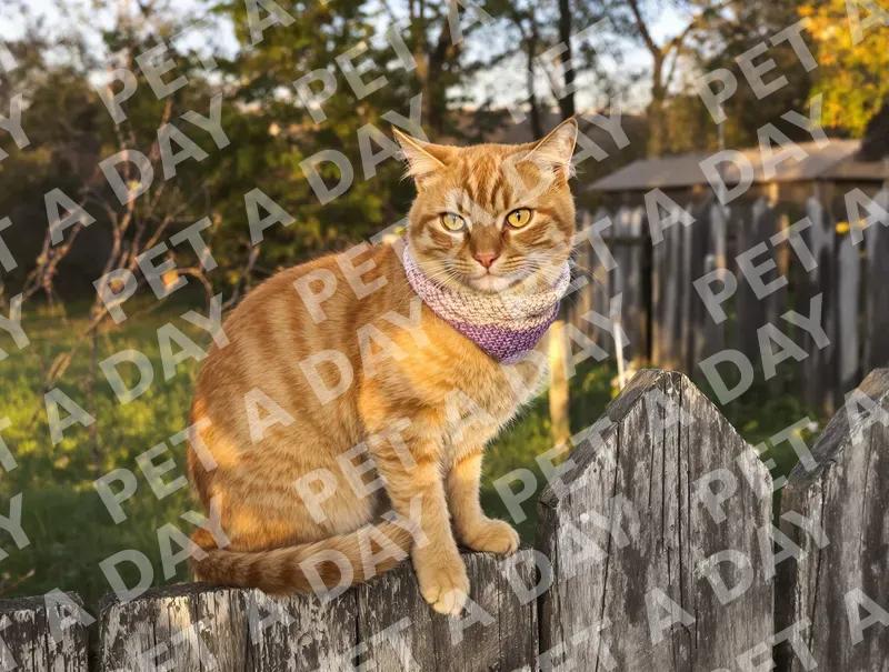 Golden Hour Tabby on a Weathered Fence