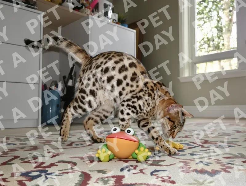 Playful Savannah Cat Pouncing on Toy Frog