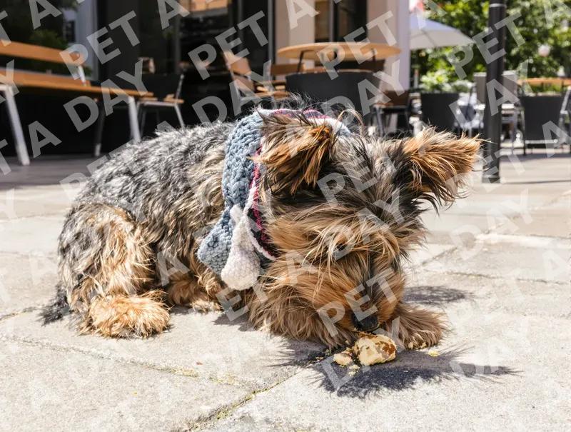 Curious Yorkie Puppy on Sunny Patio