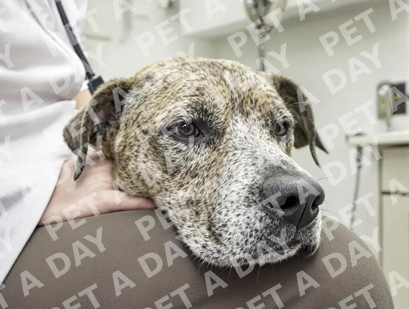Comforting Vet Visit for Senior Dog