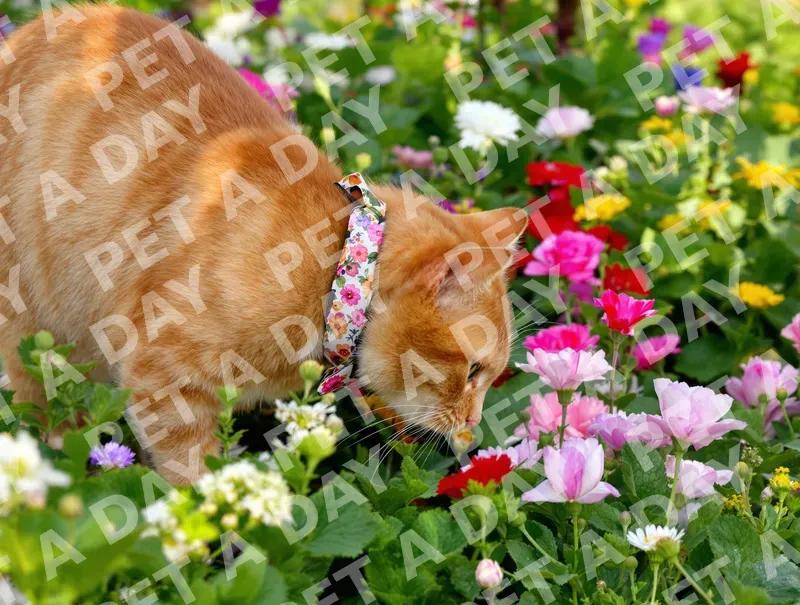 Curious Ginger Cat in a Vibrant Garden
