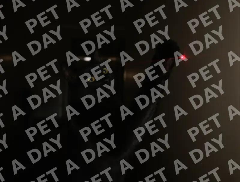 Black Cat's Laser Focus