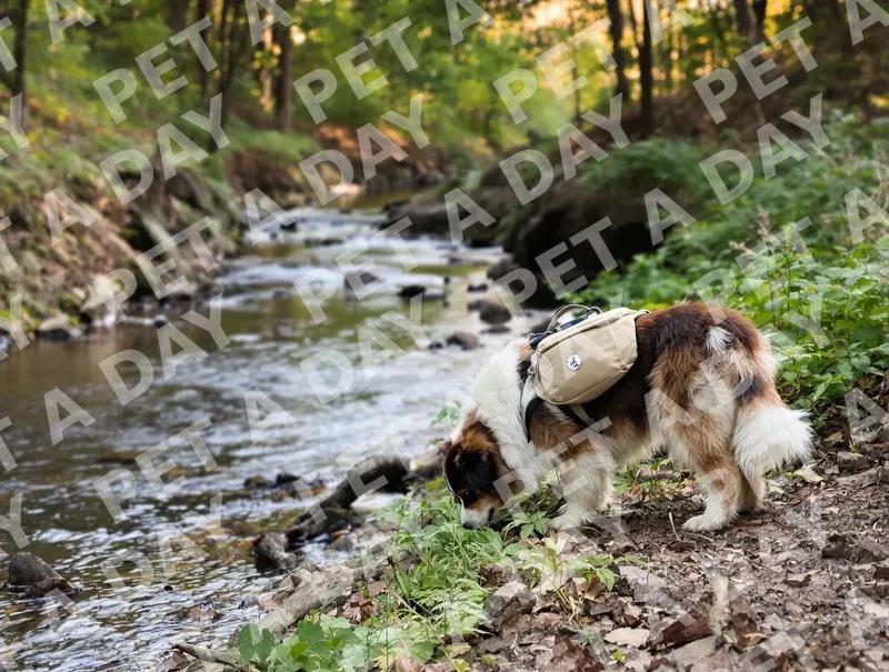 Adventure Dog Explores Forest Stream