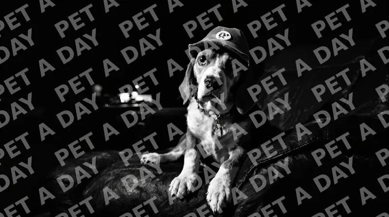 Beagle Detective in Dark Office