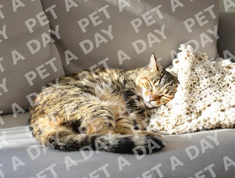Peaceful Tabby Cat Asleep on Sofa