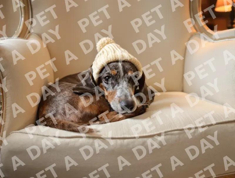 Sweet Dachshund in Knitted Cap