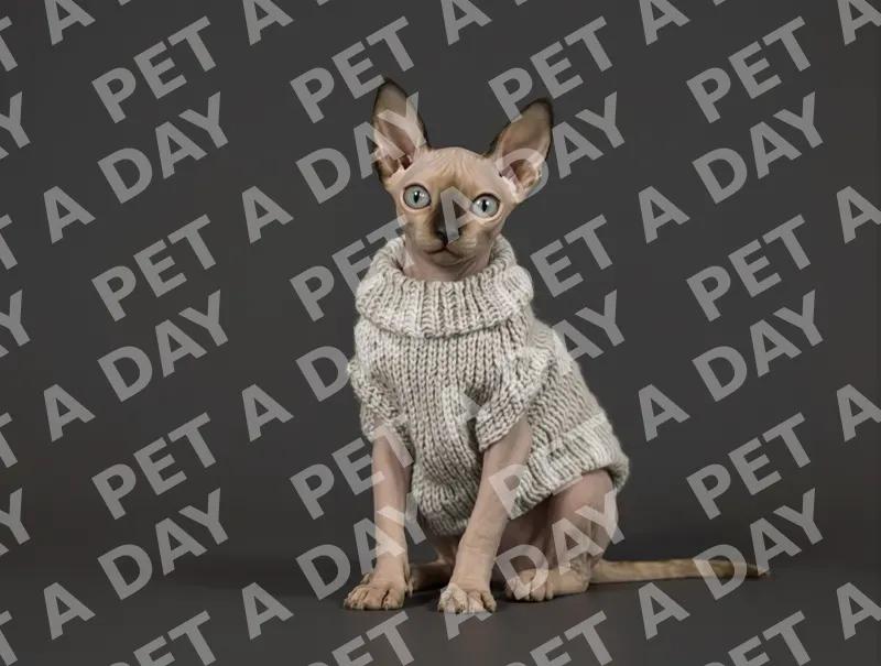 Sphynx Kitten in Cozy Grey Sweater