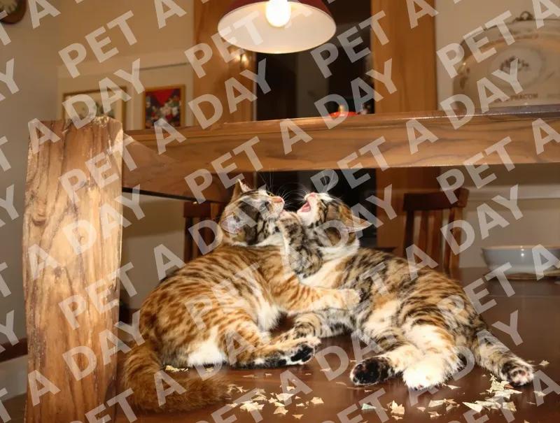 Playful Kittens Under Dining Table