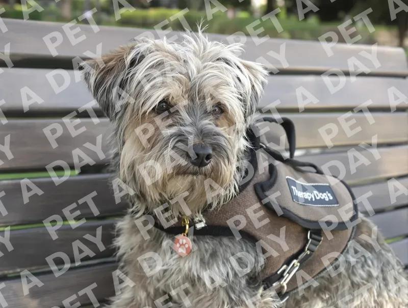 Peaceful Therapy Dog on Park Bench