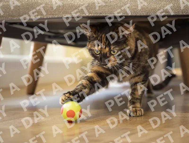 Playful Tortoiseshell Cat Swatting Toy Ball