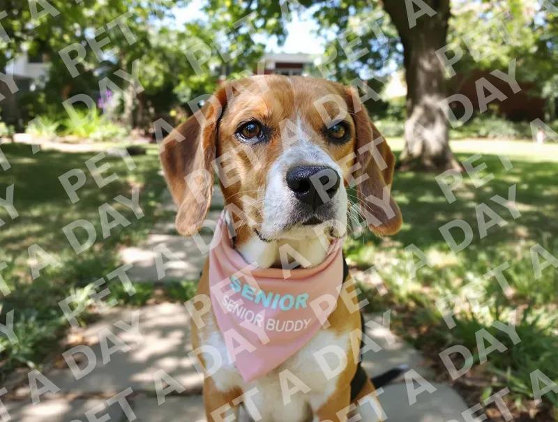 Senior Buddy Beagle in Sunny Garden