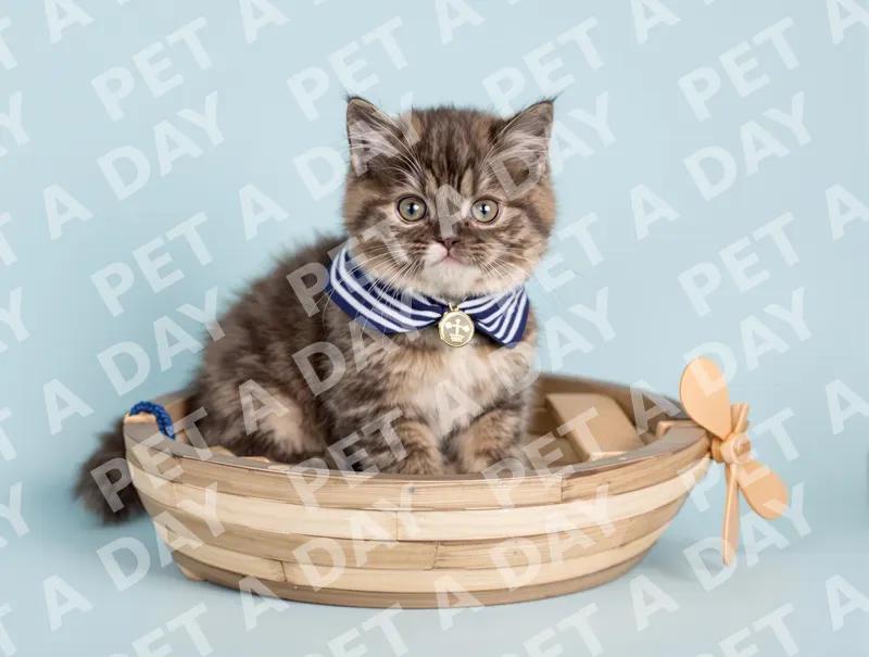 Adorable Scottish Fold Kitten in Sailor Boat
