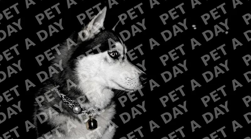 Regal Siberian Husky with Bell Collar
