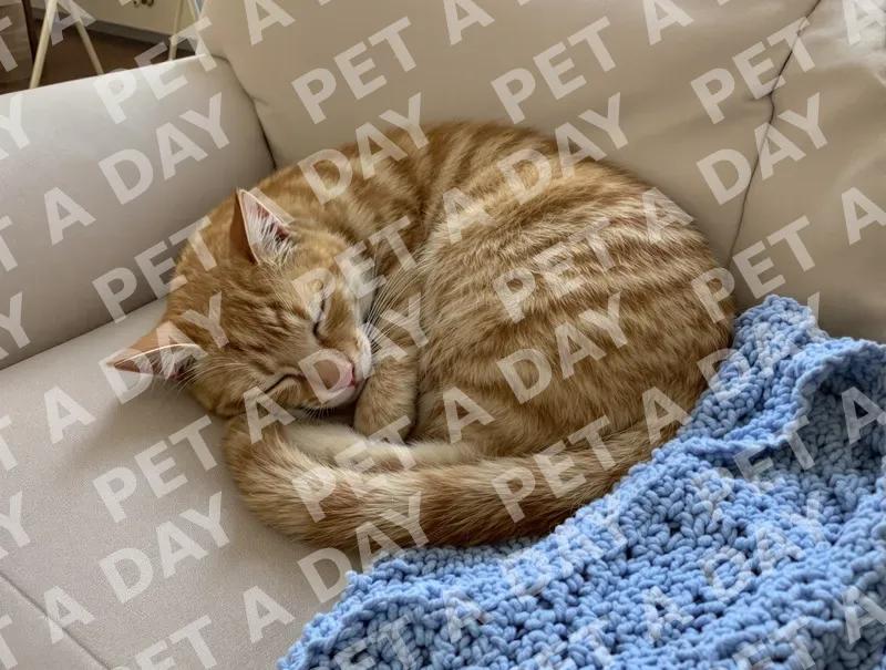 Ginger Tabby Cat's Cozy Morning Nap