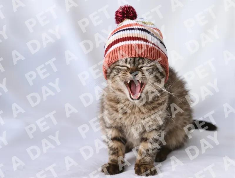 Sleepy Kitten Yawning in Striped Beanie