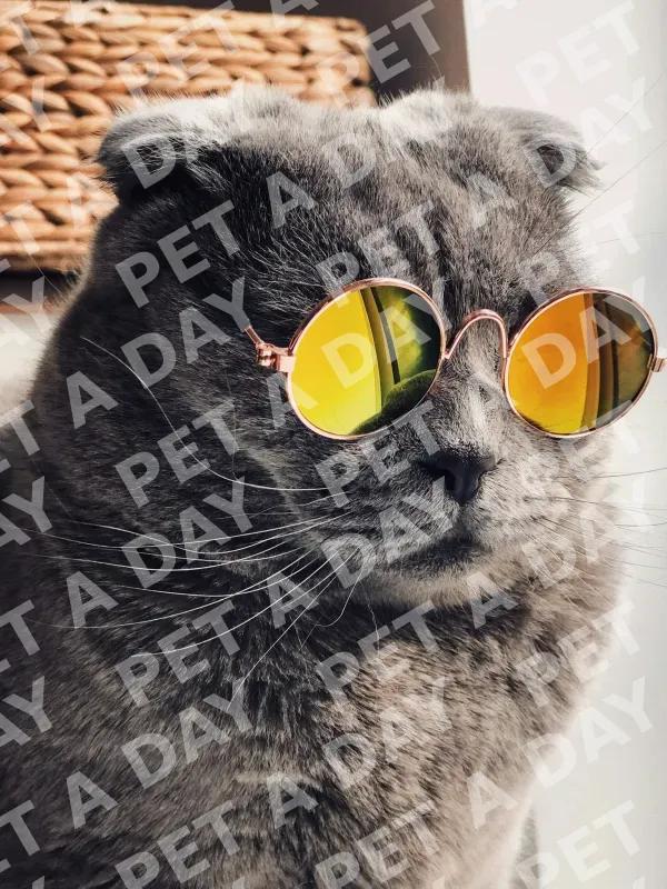 Persian Cat Grooming