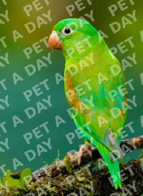Colorful Parrot on Branch