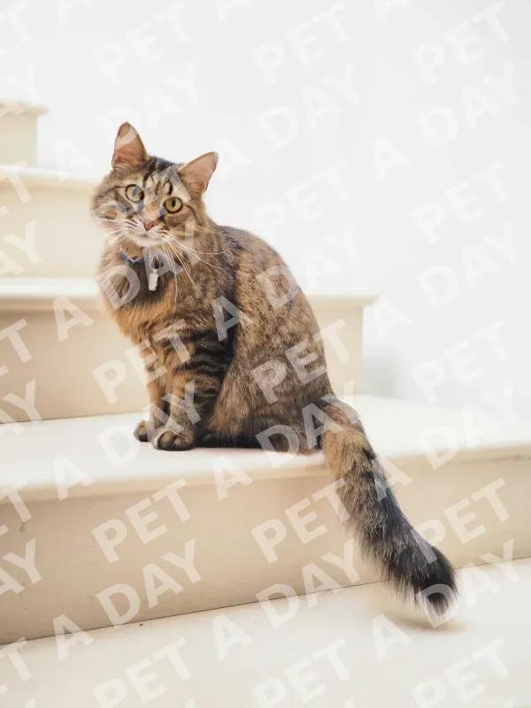 Orange Tabby Cat on Window Sill